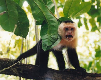 3 white faced capuchin