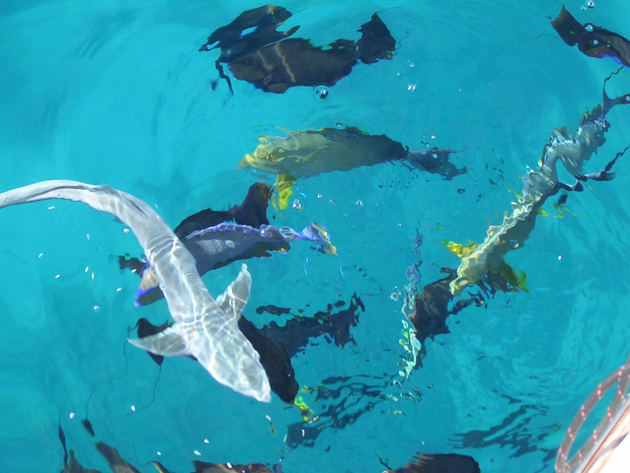 Remora off the side of Saltbreaker